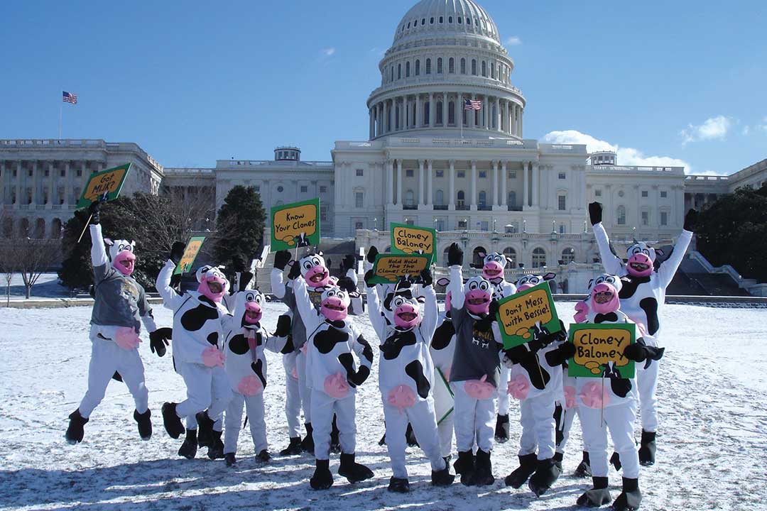 People dressed in Cow costumes